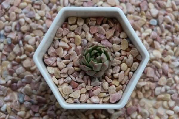 Aquarium Gravel For Plants price